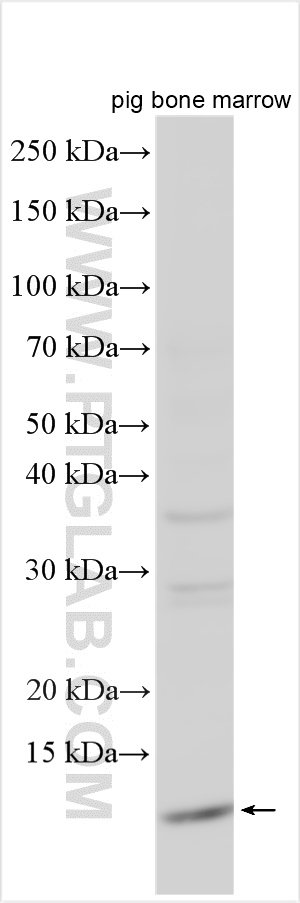 Western Blot (WB) analysis of various lysates using AHSP Polyclonal antibody (13643-1-AP)