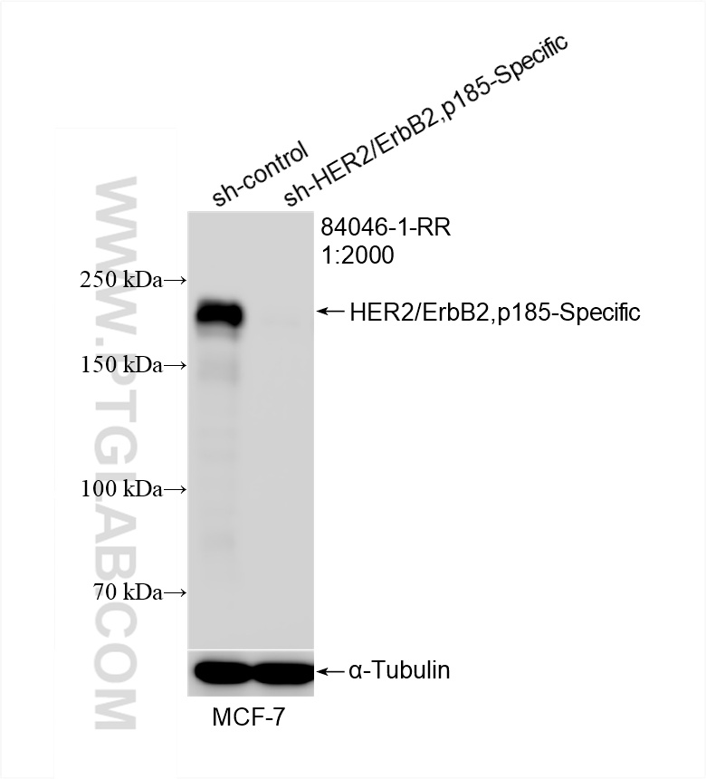 Western Blot (WB) analysis of MCF-7 cells using HER2/ErbB2,p185-Specific Recombinant antibody (84046-1-RR)