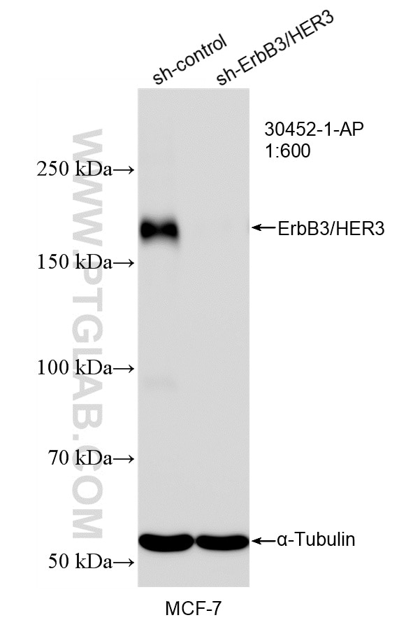 Western Blot (WB) analysis of MCF-7 cells using ErbB3/HER3 Polyclonal antibody (30452-1-AP)