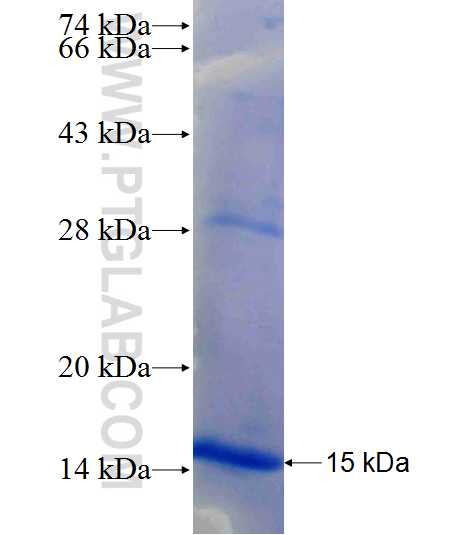 ERCC4 fusion protein Ag26146 SDS-PAGE