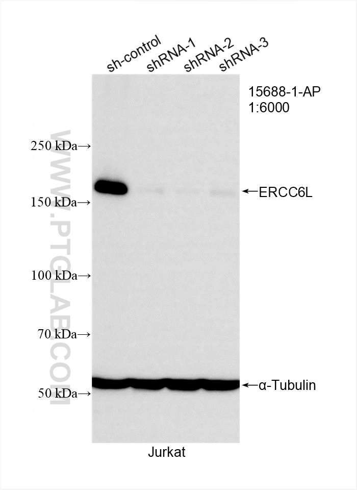 Western Blot (WB) analysis of Jurkat cells using ERCC6L Polyclonal antibody (15688-1-AP)