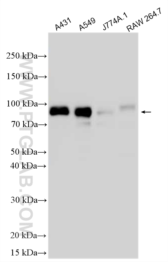Western Blot (WB) analysis of various lysates using ERF Polyclonal antibody (26468-1-AP)