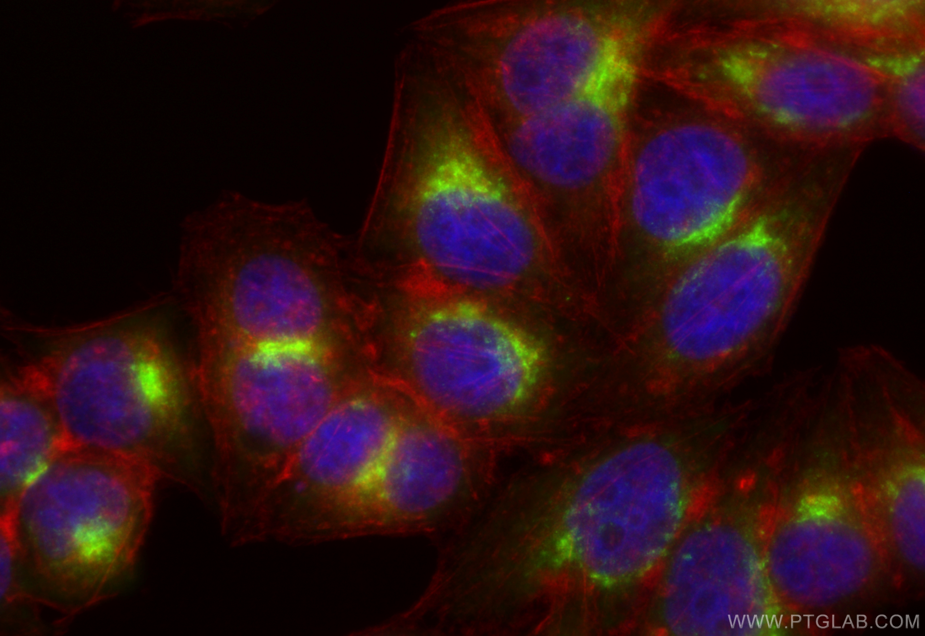 Immunofluorescence (IF) / fluorescent staining of HepG2 cells using ERGIC3 Polyclonal antibody (16029-1-AP)