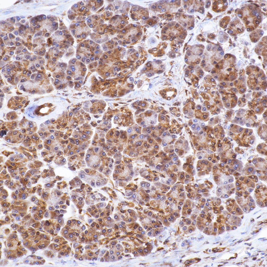Immunohistochemistry (IHC) staining of human pancreas tissue using ERK1/2 Recombinant monoclonal antibody (83533-1-RR)