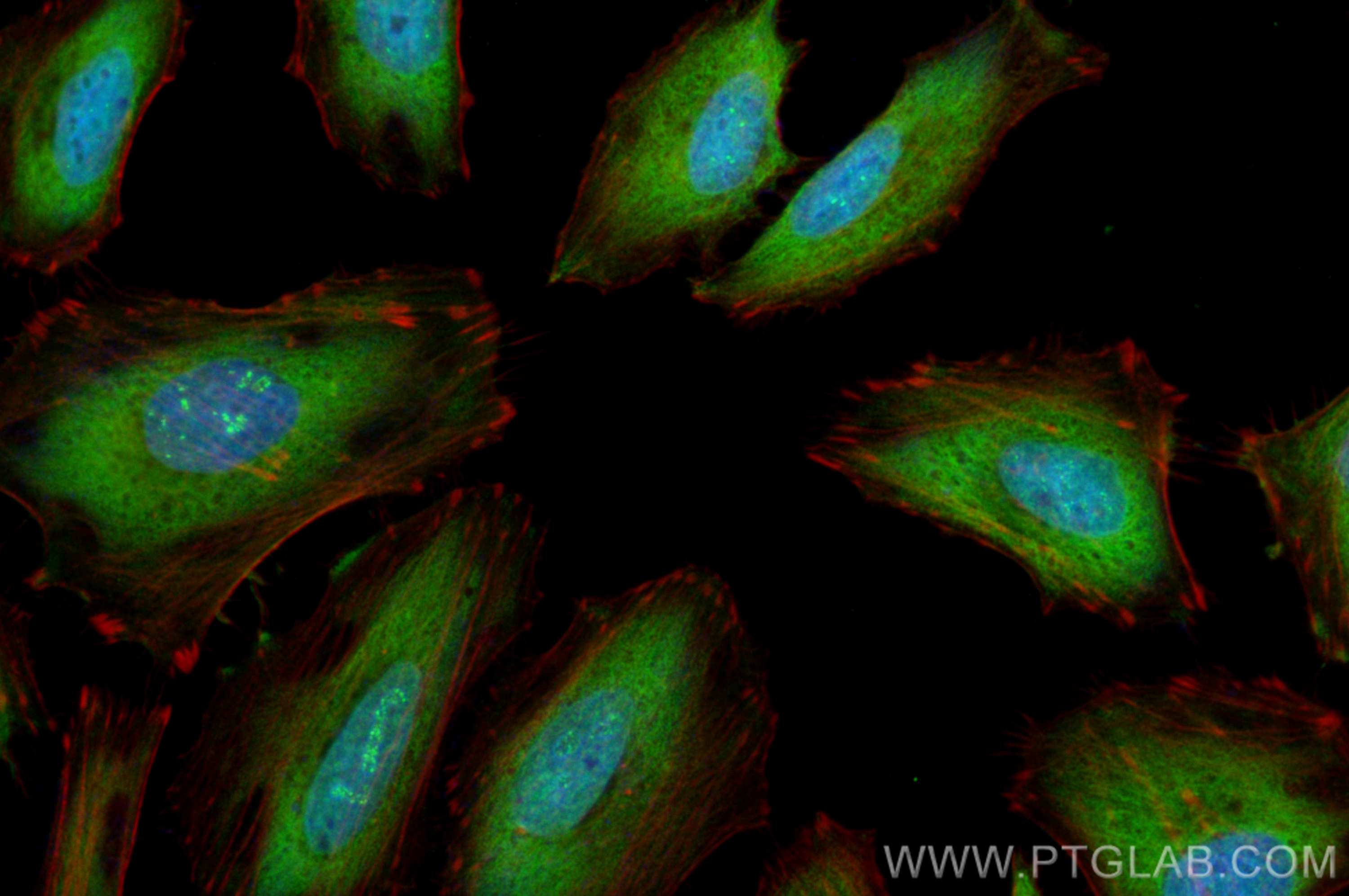 Immunofluorescence (IF) / fluorescent staining of HeLa cells using CoraLite® Plus 488-conjugated ERK1/2 Recombinant a (CL488-83533)