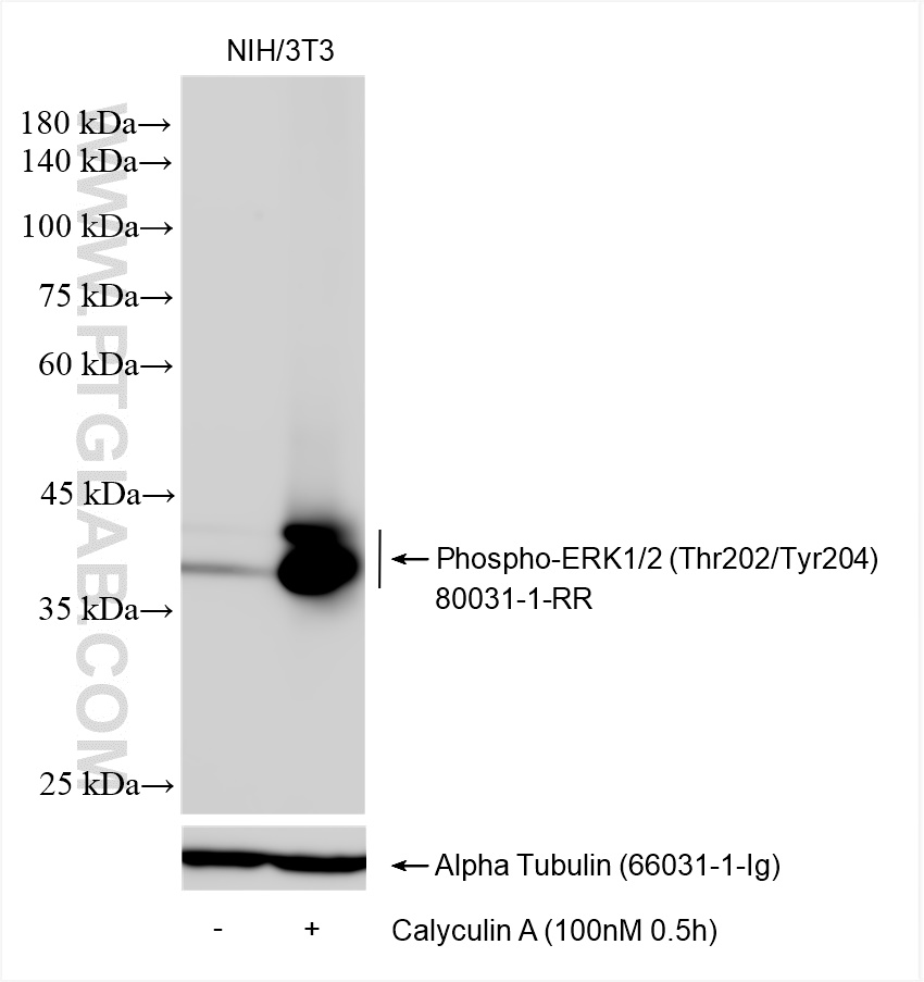 Western Blot (WB) analysis of various lysates using Phospho-ERK1/2 (Thr202/Tyr204) Recombinant antibod (80031-1-RR)