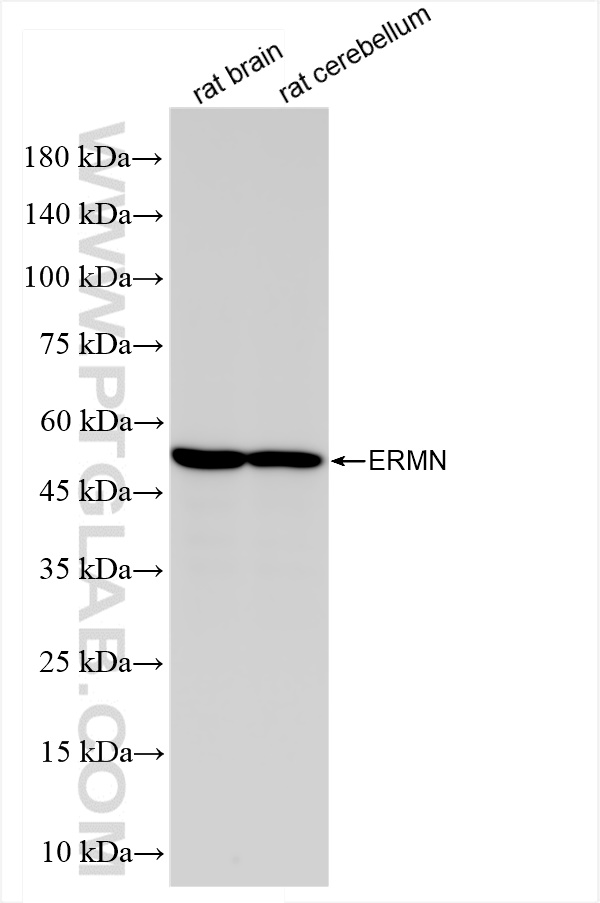 Western Blot (WB) analysis of various lysates using ERMN Recombinant antibody (84680-4-RR)