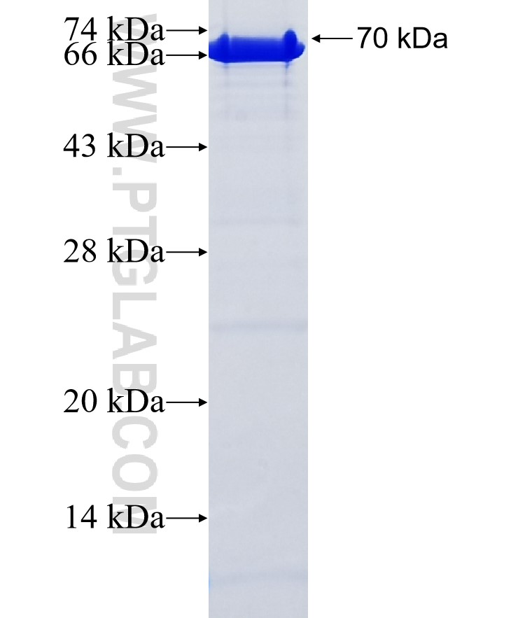 ERMN fusion protein Ag35648 SDS-PAGE