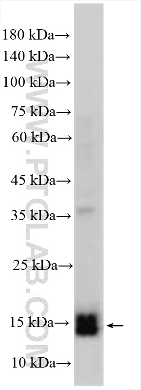 Western Blot (WB) analysis of HUVEC cells using ESM1 Polyclonal antibody (12355-1-AP)