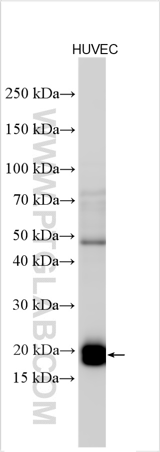 Western Blot (WB) analysis of various lysates using ESM1 Polyclonal antibody (32079-1-AP)