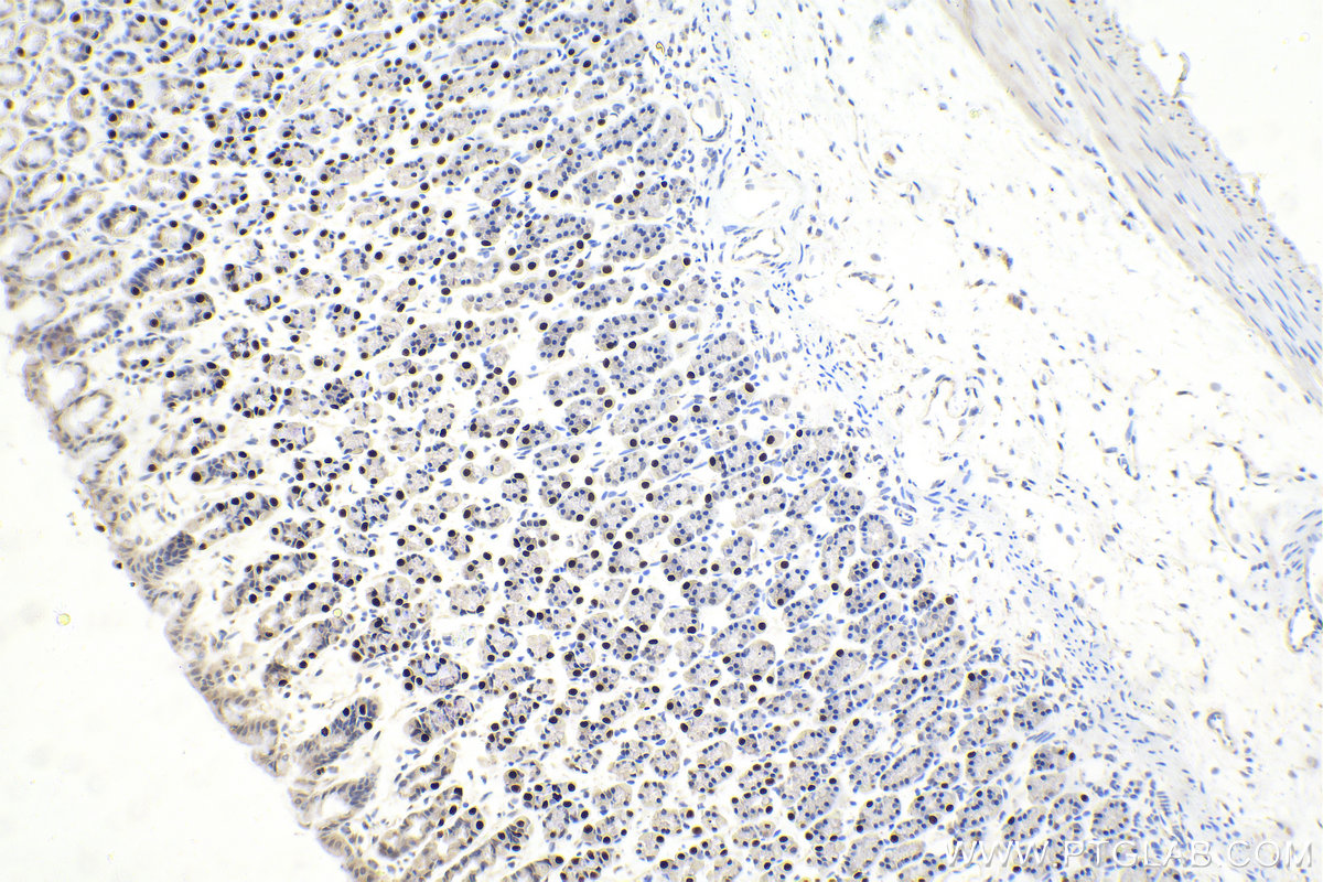 Immunohistochemistry (IHC) staining of rat stomach tissue using ESRRG Polyclonal antibody (14017-1-AP)