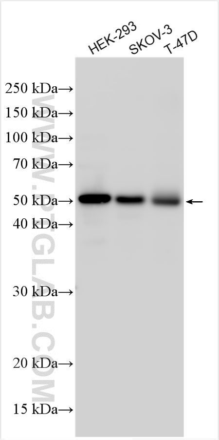 Western Blot (WB) analysis of various lysates using ETF1 Polyclonal antibody (10884-1-AP)