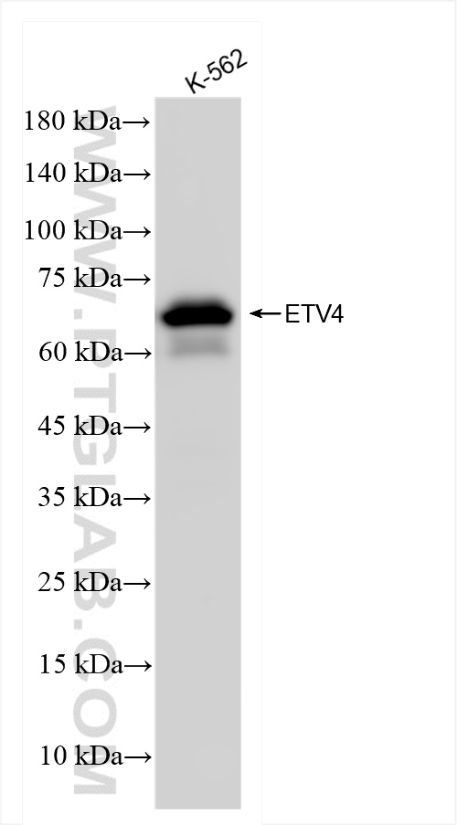 Western Blot (WB) analysis of K-562 cells using ETV4 Recombinant antibody (83891-6-RR)