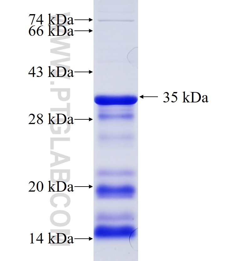 EVI1 fusion protein Ag34143 SDS-PAGE