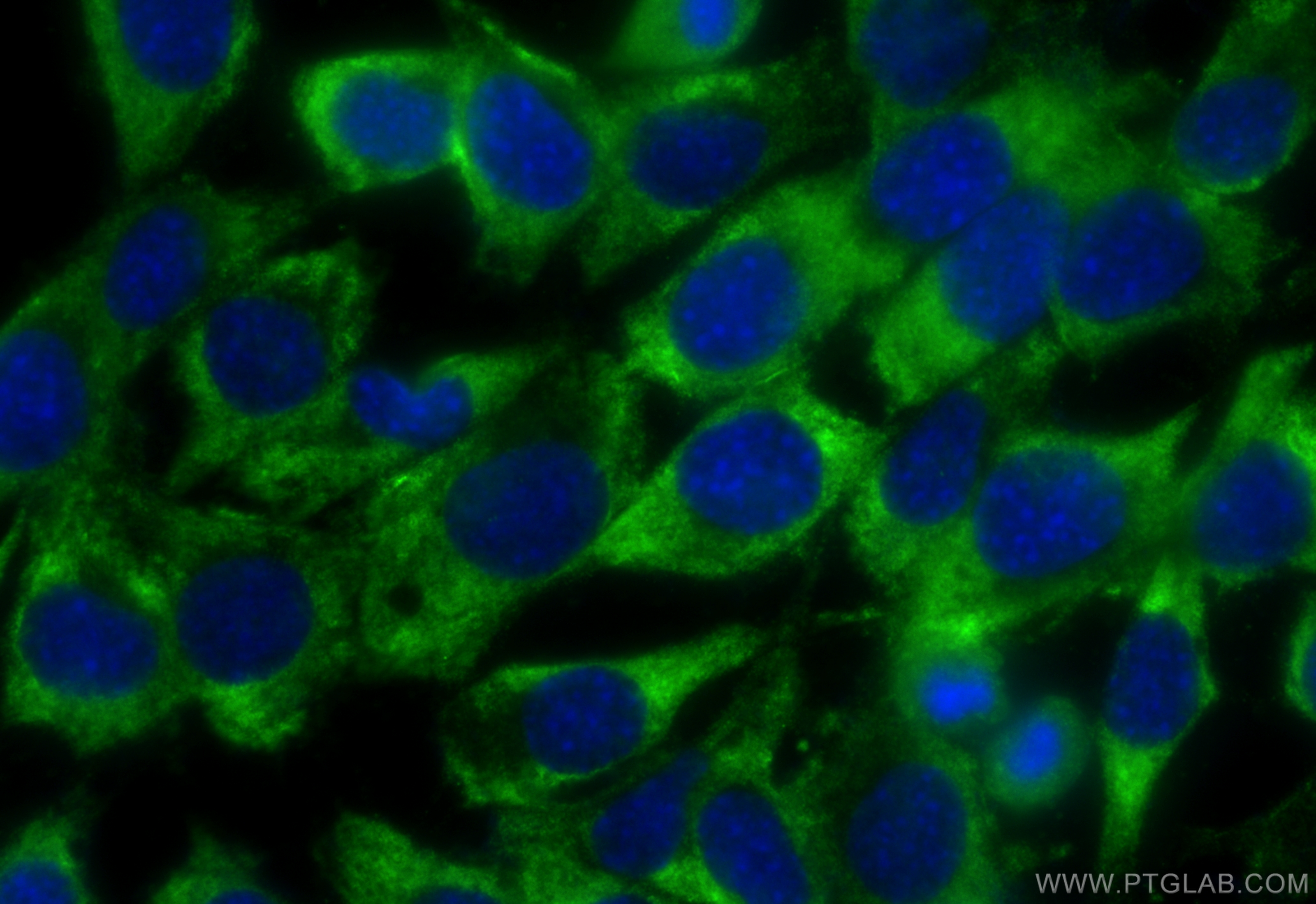 Immunofluorescence (IF) / fluorescent staining of C2C12 cells using CoraLite® Plus 488-conjugated EXOC1 Polyclonal ant (CL488-11690)