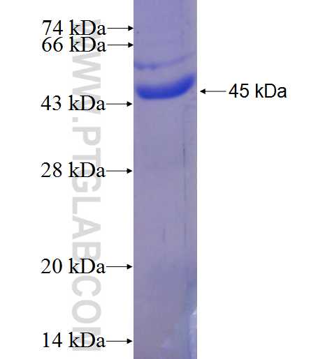 EXOC7 fusion protein Ag24437 SDS-PAGE