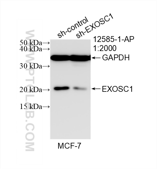 Western Blot (WB) analysis of MCF-7 cells using EXOSC1 Polyclonal antibody (12585-1-AP)