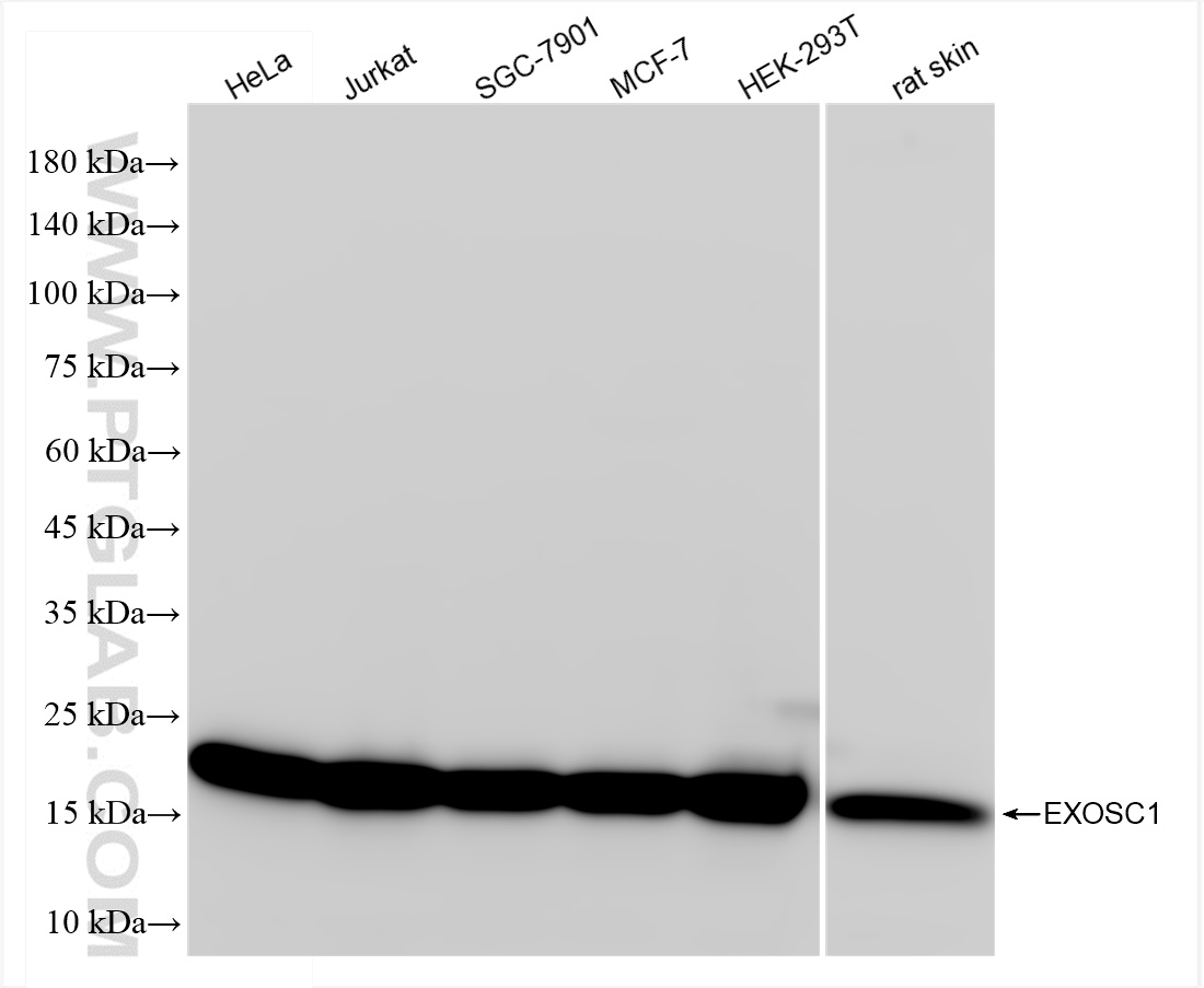 Western Blot (WB) analysis of various lysates using EXOSC1 Recombinant antibody (83875-5-RR)