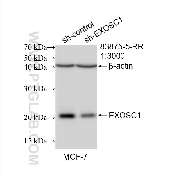 Western Blot (WB) analysis of MCF-7 cells using EXOSC1 Recombinant antibody (83875-5-RR)