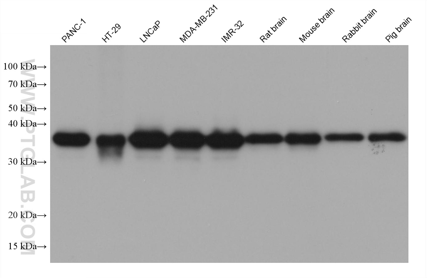 Western Blot (WB) analysis of various lysates using EXOSC7 Monoclonal antibody (68456-1-Ig)