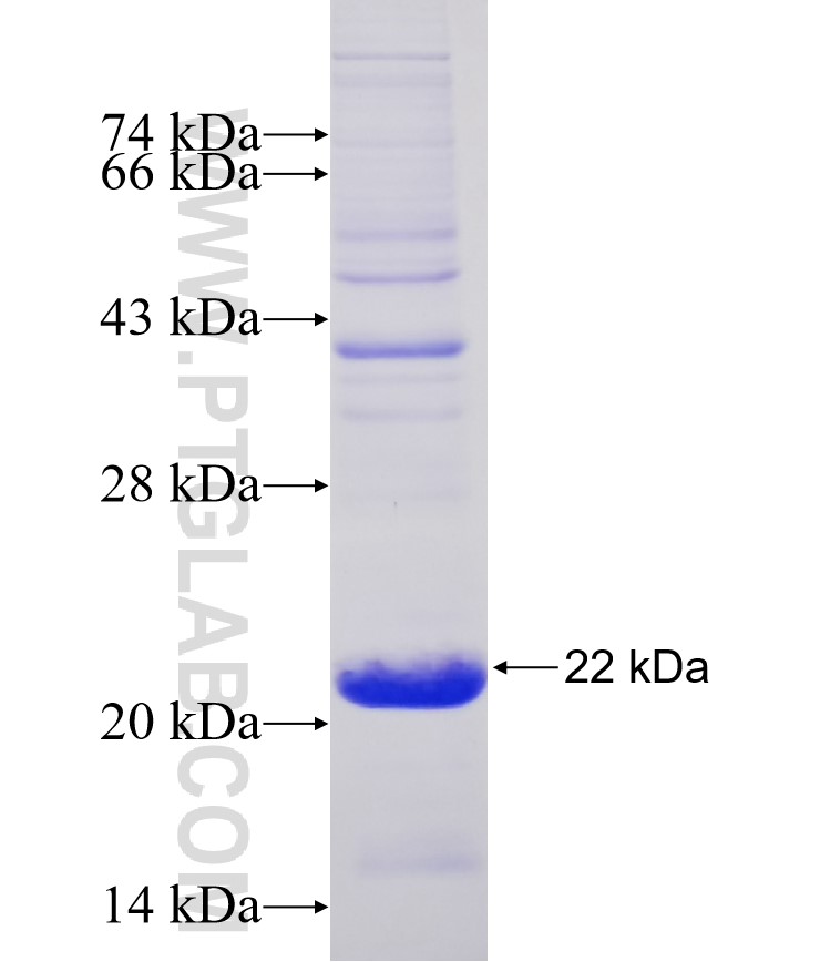 EYA1 fusion protein Ag33438 SDS-PAGE