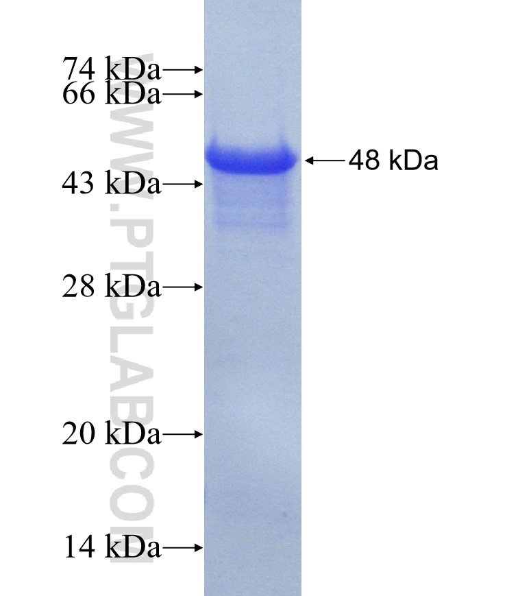 EYA2 fusion protein Ag29403 SDS-PAGE