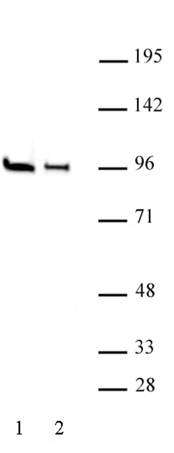 EZH1 antibody (pAb) tested by Western blot. Nuclear extract (20 ug) of P19 (Lane 1) and mouse ES cells (Lane 2) probed with EZH1 antibody at a 1:500 dilution.