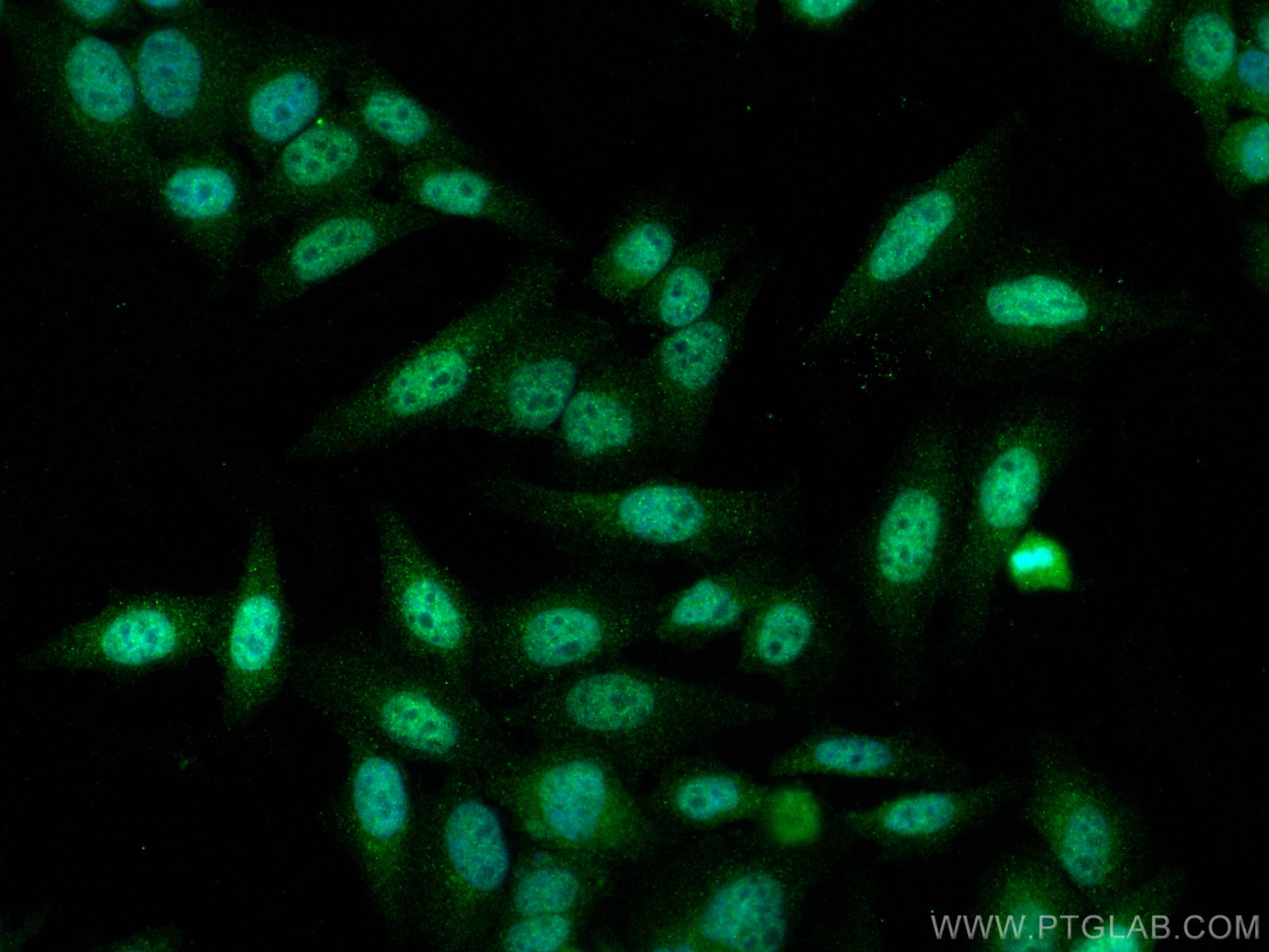 Immunofluorescence (IF) / fluorescent staining of HepG2 cells using EZH2 Polyclonal antibody (21800-1-AP)