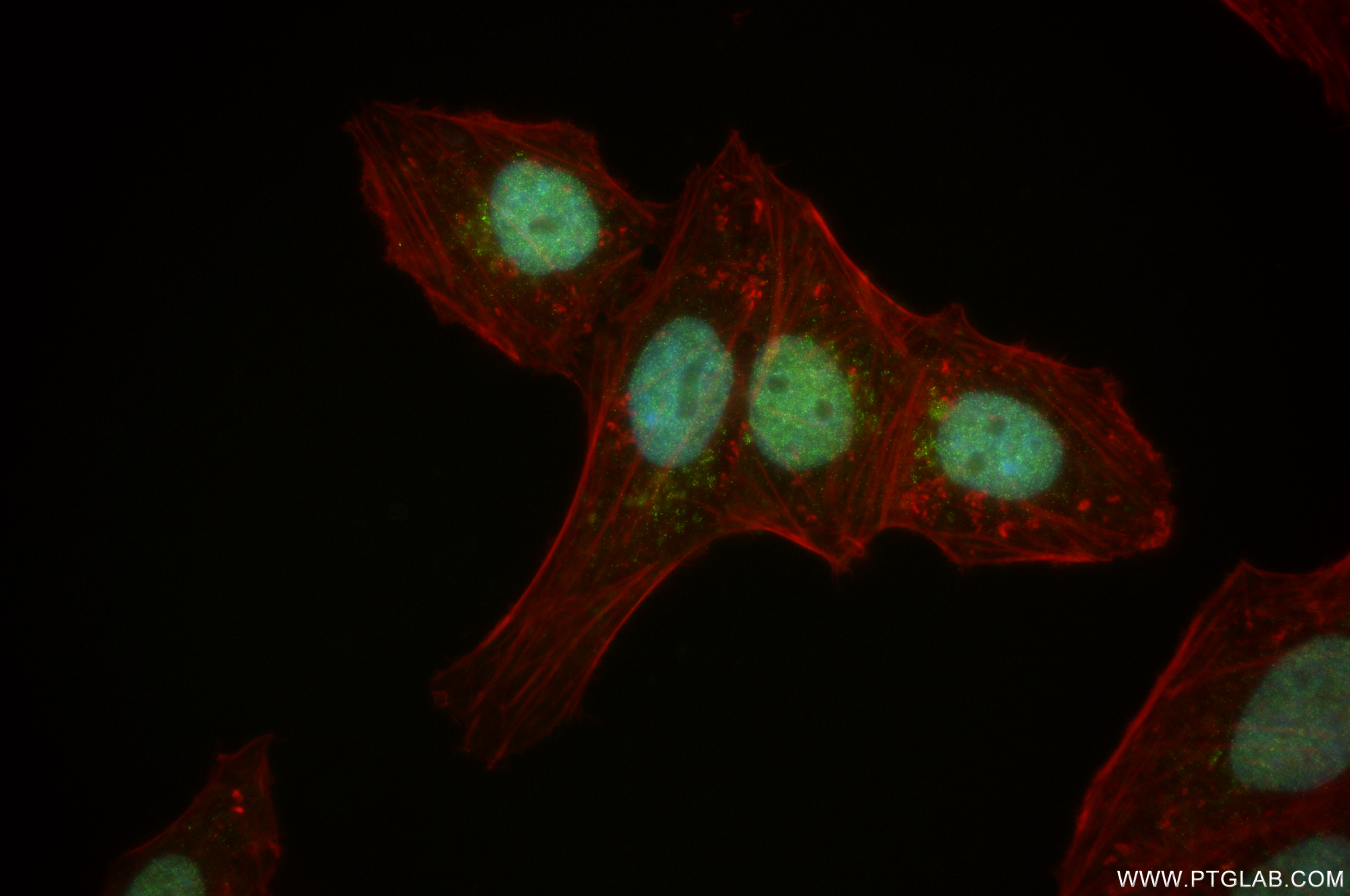 Immunofluorescence (IF) / fluorescent staining of HepG2 cells using EZH2 Recombinant antibody (84824-2-RR)