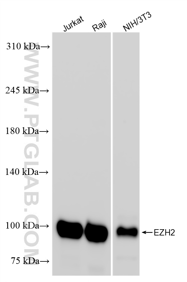 Western Blot (WB) analysis of various lysates using EZH2 Recombinant antibody (84824-2-RR)