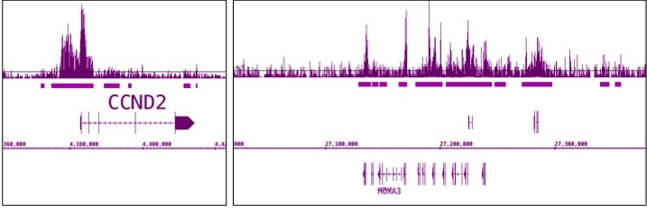 EZH2 antibody (pAb) tested by ChIP-Seq. ChIP was performed using the ChIP-IT High Sensitivity Kit (Cat. No. 53040) with chromatin from 4 million SUDHL6 B cell lymphoma cells and 5 ul of EZH2 antibody. ChIP DNA was sequenced on the Illumina HiSeq and 25 million sequence tags were mapped to identify EZH2 binding sites. The image on the left shows EZH2 binding at the 5’ end of the CCND2 gene. The image on the right shows EZH2 binding across the repressed HOX gene cluster.