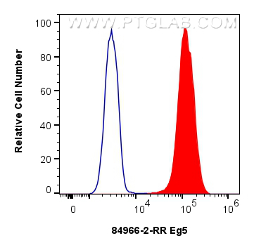 Flow cytometry (FC) experiment of HeLa cells using Eg5 Recombinant antibody (84966-2-RR)