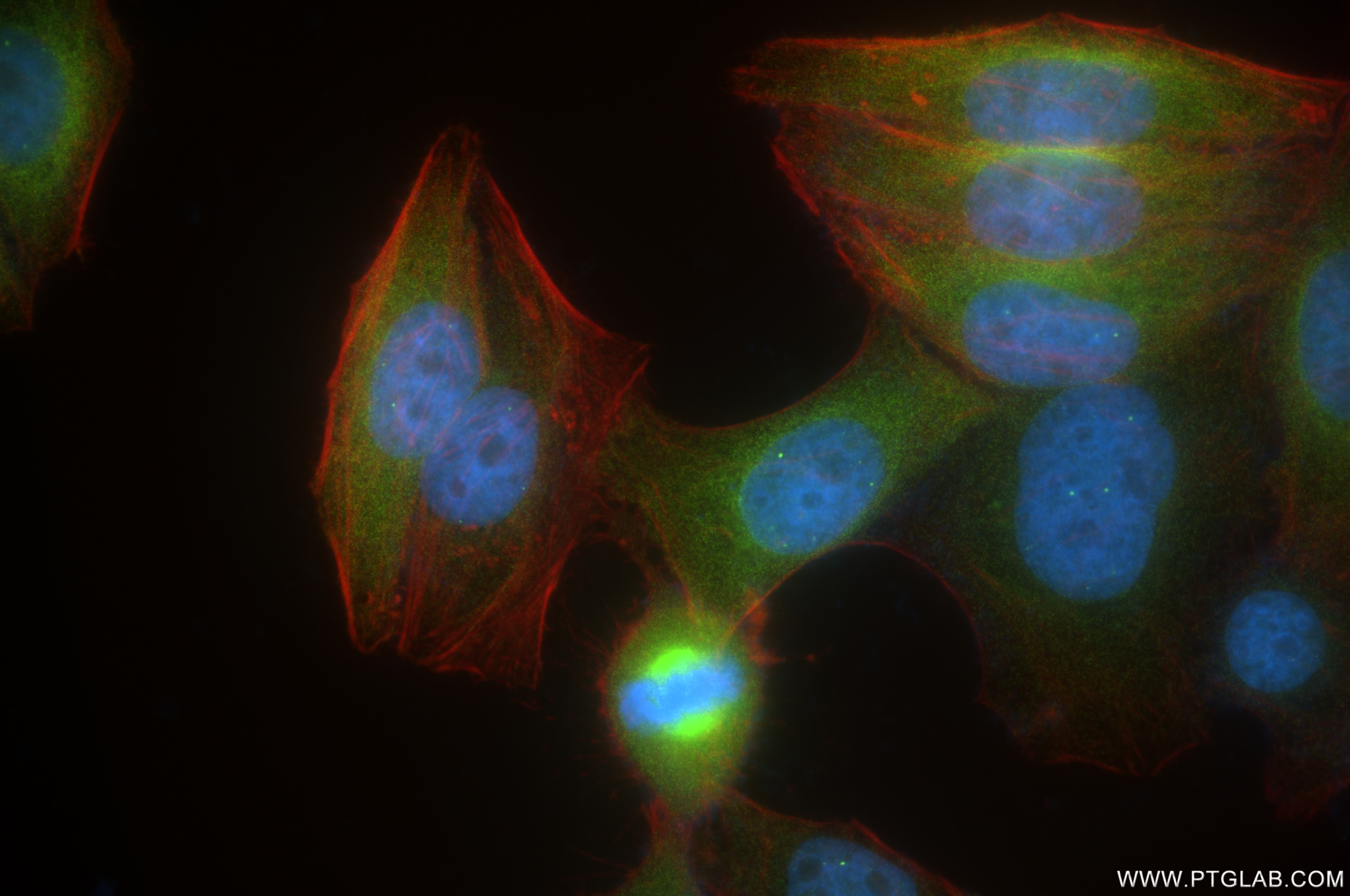 Immunofluorescence (IF) / fluorescent staining of HepG2 cells using Eg5 Recombinant antibody (84966-2-RR)