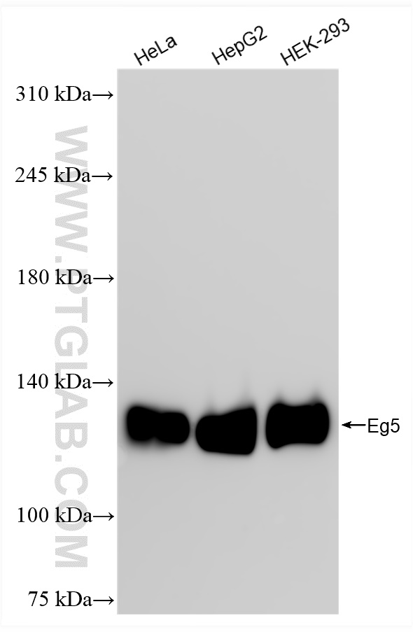 Western Blot (WB) analysis of various lysates using Eg5 Recombinant antibody (84966-2-RR)