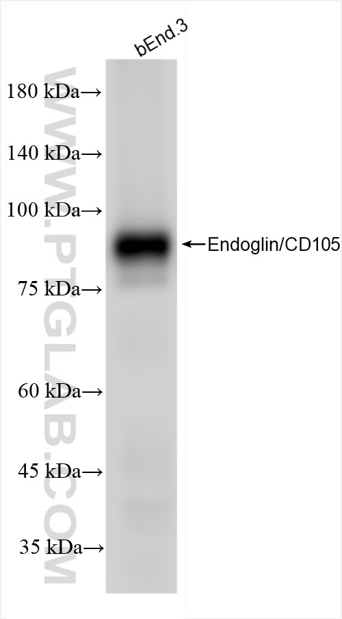Western Blot (WB) analysis of bEnd.3 cells using Endoglin/CD105 Recombinant monoclonal antibody (84807-5-RR)