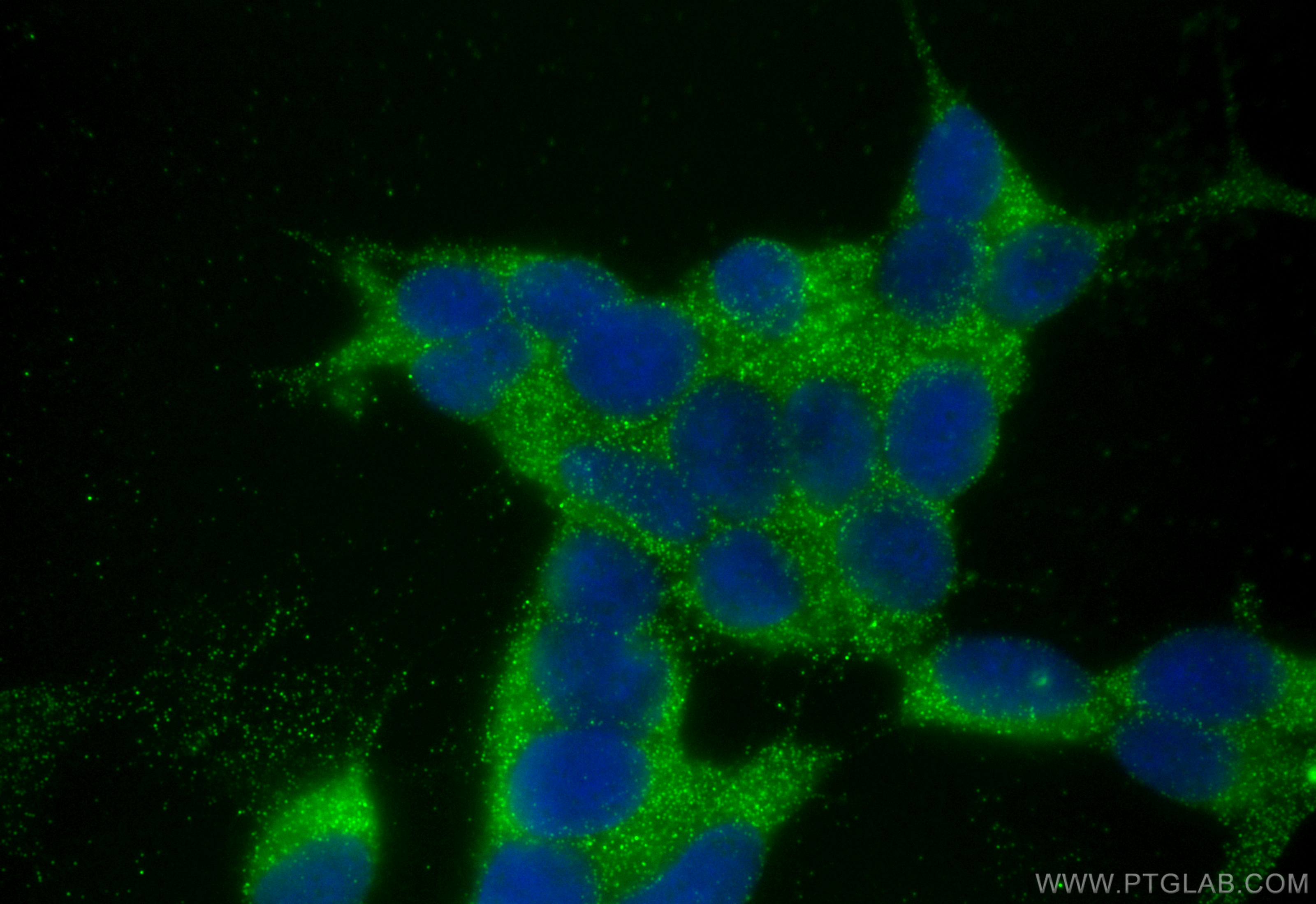 Immunofluorescence (IF) / fluorescent staining of SH-SY5Y cells using Ephrin B2 Polyclonal antibody (26533-1-AP)