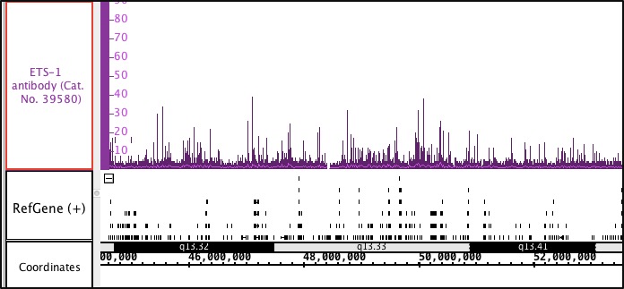 ETS-1 antibody (pAb) tested by ChIP-Seq.Chromatin immunoprecipitation (ChIP) was performed using the ChIP-IT High Sensitivity Kit (Cat. No. 53040) with 30 ug of chromatin from human CD4+ T cell chromatin and 4 ug ETS-1 antibody. ChIP DNA was sequenced on the Illumina HiSeq and 7.9 million sequence tags were mapped to identify ETS-1 binding sites in a region of human chromosome 19.