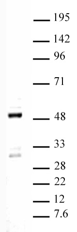 Ets-1 pAb tested by Western blot. Detection of Ets-1 by Western blot. The analysis was performed using CCRF-CEM nuclear extract and Ets-1 pAb at a 1:500 dilution.