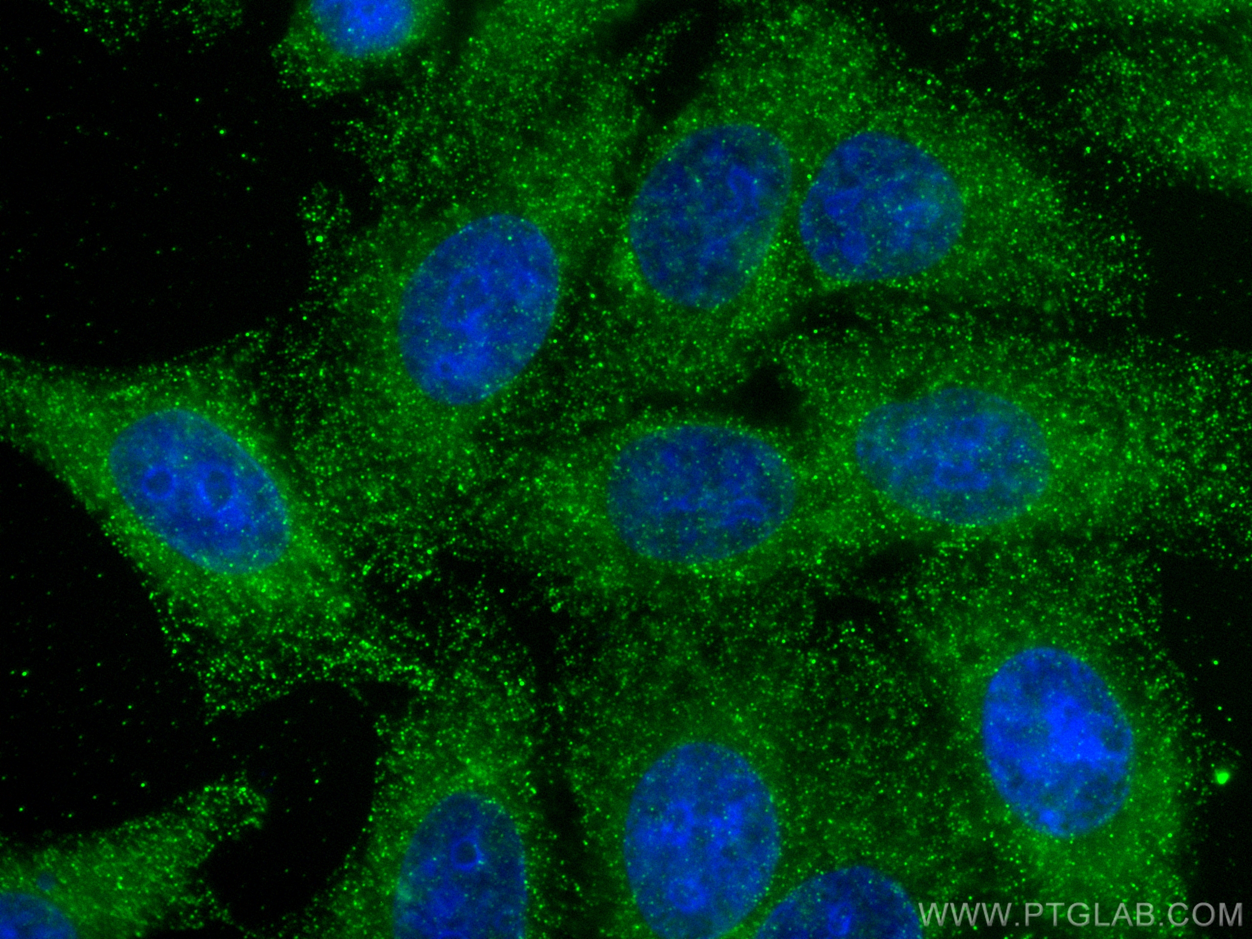 Immunofluorescence (IF) / fluorescent staining of HepG2 cells using Factor XII Monoclonal antibody (66089-1-Ig)