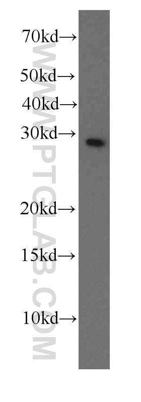 Western Blot (WB) analysis of K-562 cells using Factor XII Monoclonal antibody (66089-1-Ig)