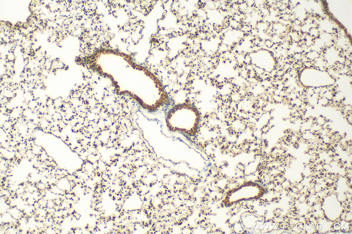 Immunohistochemistry (IHC) staining of mouse lung tissue using F2RL3 Polyclonal antibody (25306-1-AP)