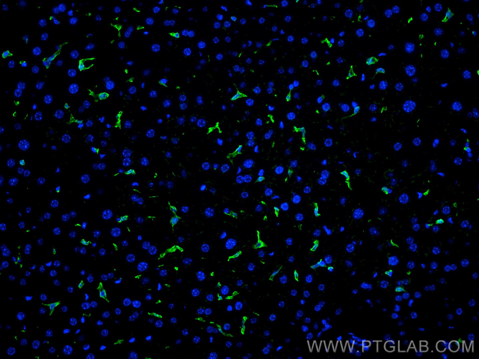 Immunofluorescence (IF) / fluorescent staining of mouse liver tissue using F4/80 Polyclonal antibody (28463-1-AP)