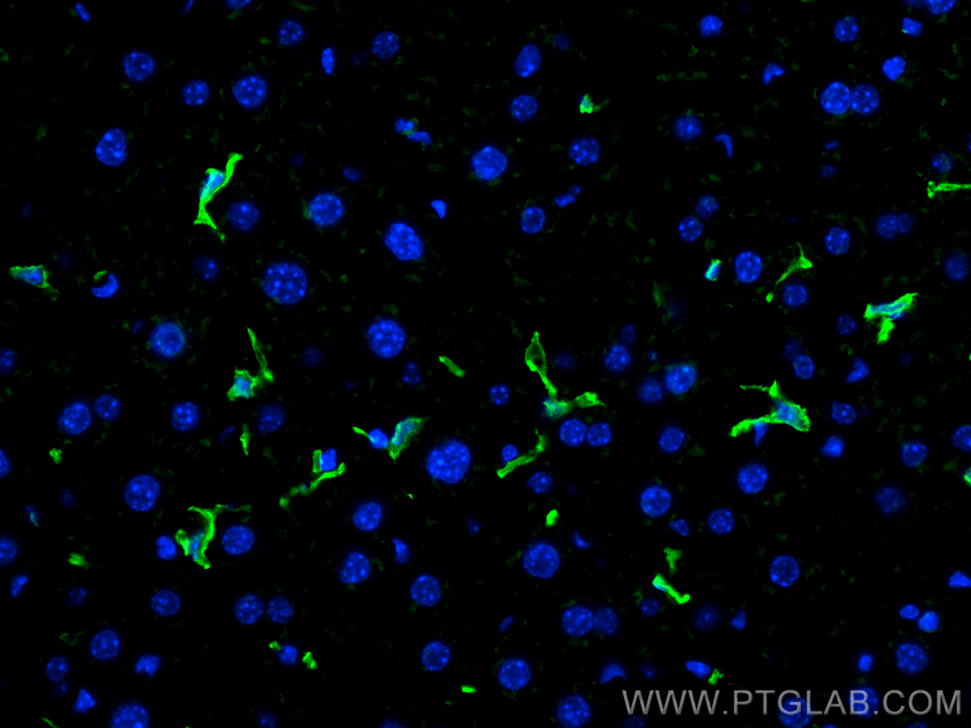 Immunofluorescence (IF) / fluorescent staining of mouse liver tissue using F4/80 Polyclonal antibody (28463-1-AP)