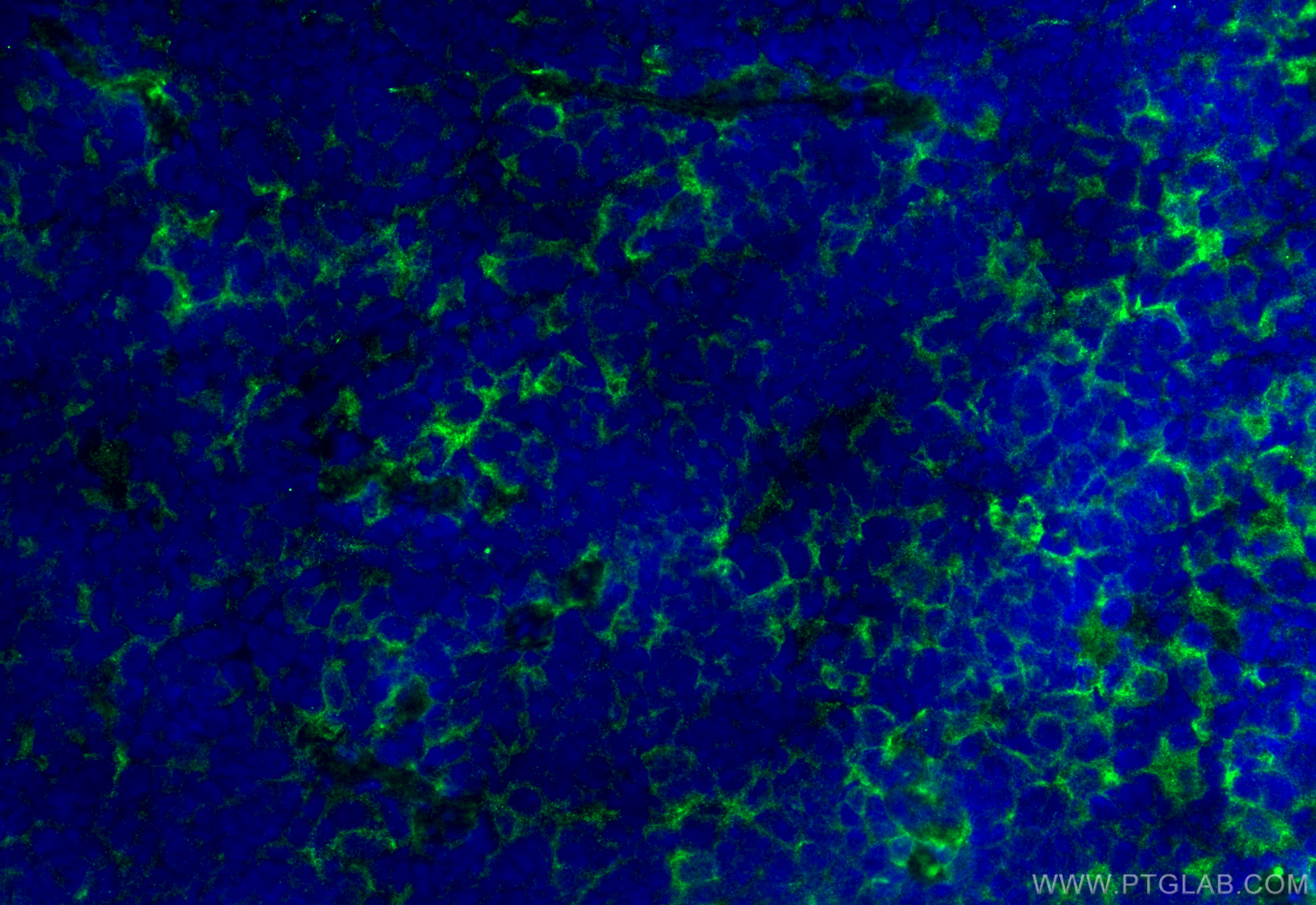 Immunofluorescence (IF) / fluorescent staining of mouse spleen tissue using F4/80 Polyclonal antibody (28463-1-AP)