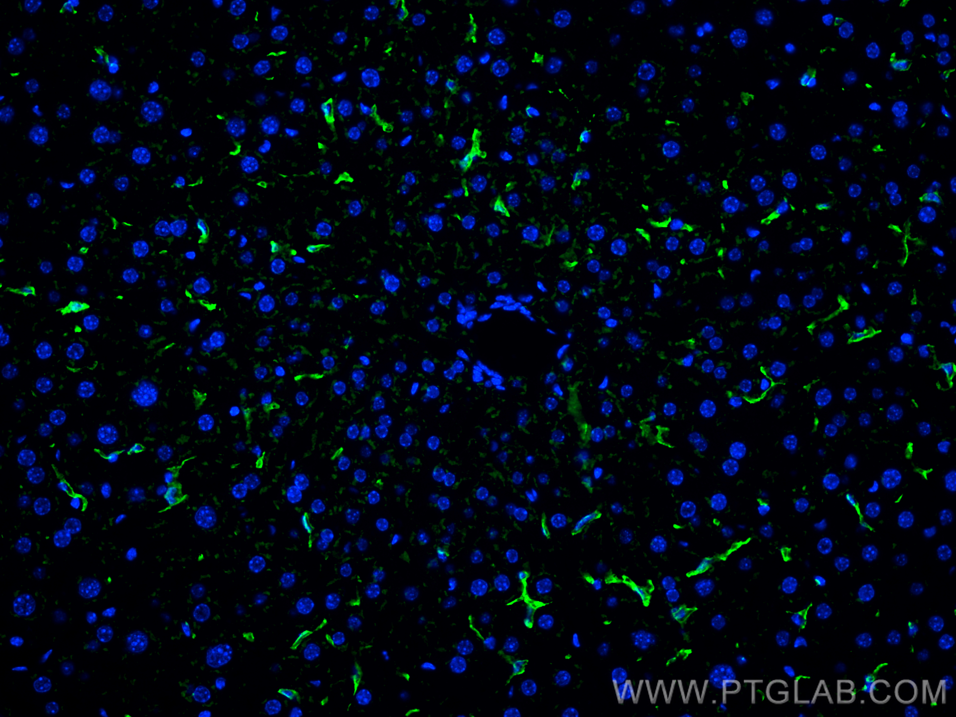 Immunofluorescence (IF) / fluorescent staining of mouse liver tissue using F4/80 Polyclonal antibody (29414-1-AP)