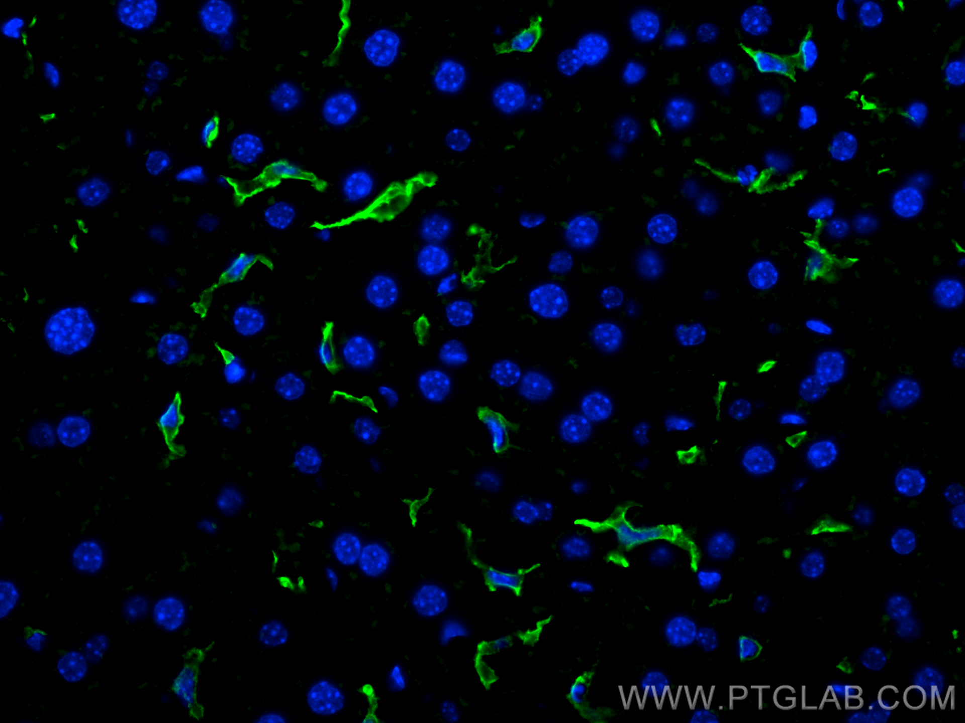 Immunofluorescence (IF) / fluorescent staining of mouse liver tissue using F4/80 Polyclonal antibody (29414-1-AP)