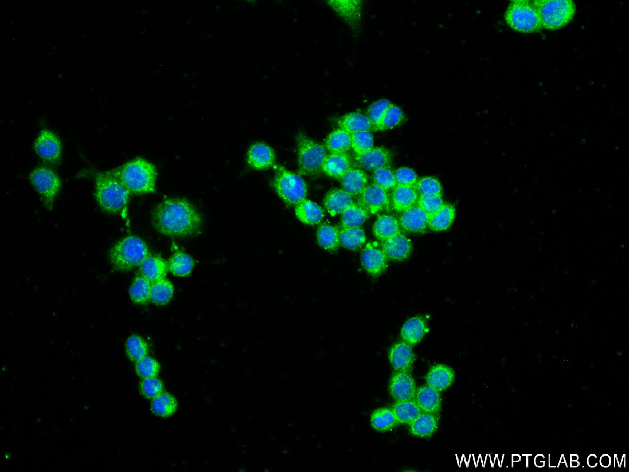 Immunofluorescence (IF) / fluorescent staining of RAW 264.7 cells using F4/80 Recombinant antibody (81668-1-RR)