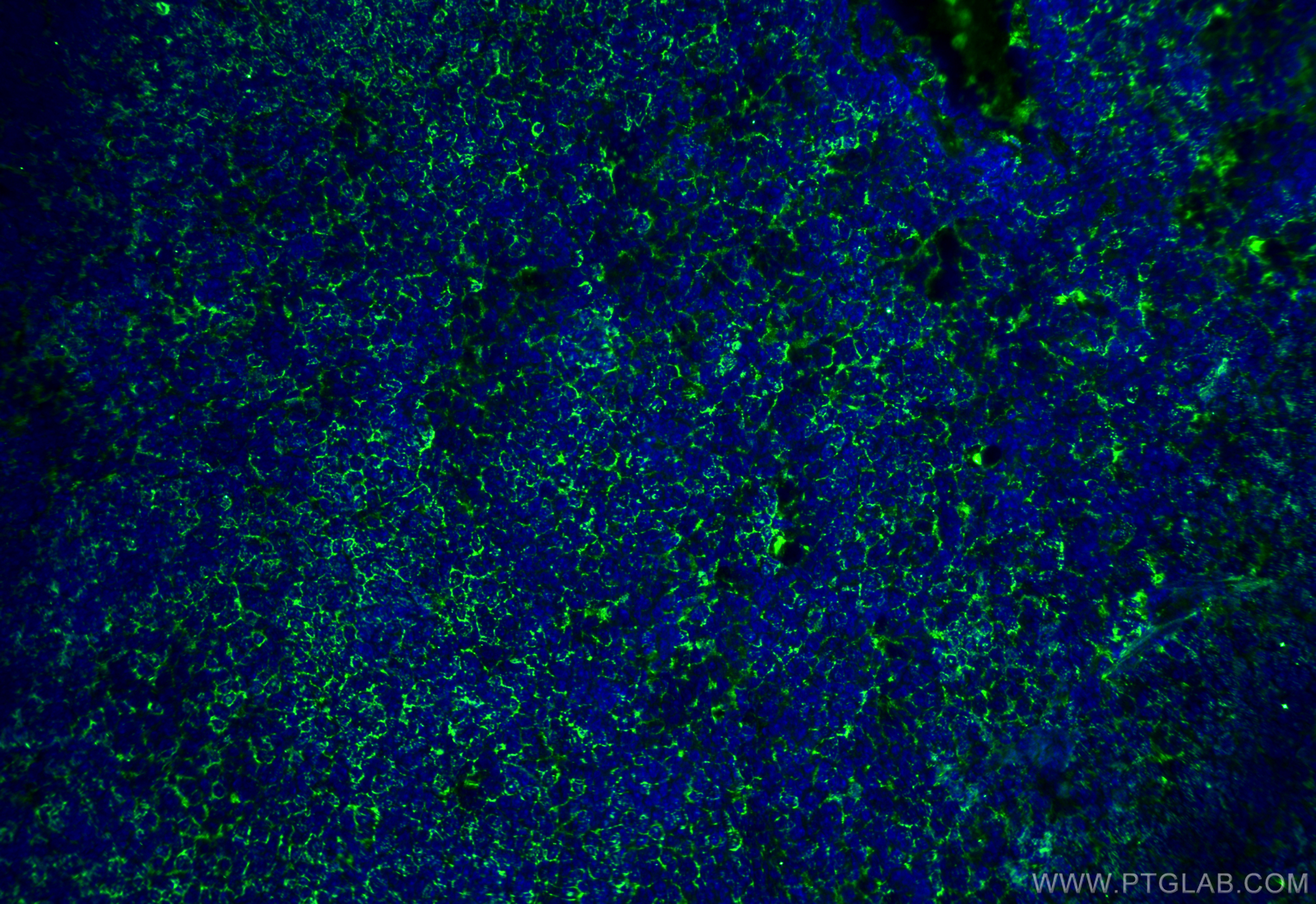 Immunofluorescence (IF) / fluorescent staining of mouse spleen tissue using F4/80 Recombinant antibody (81668-1-RR)