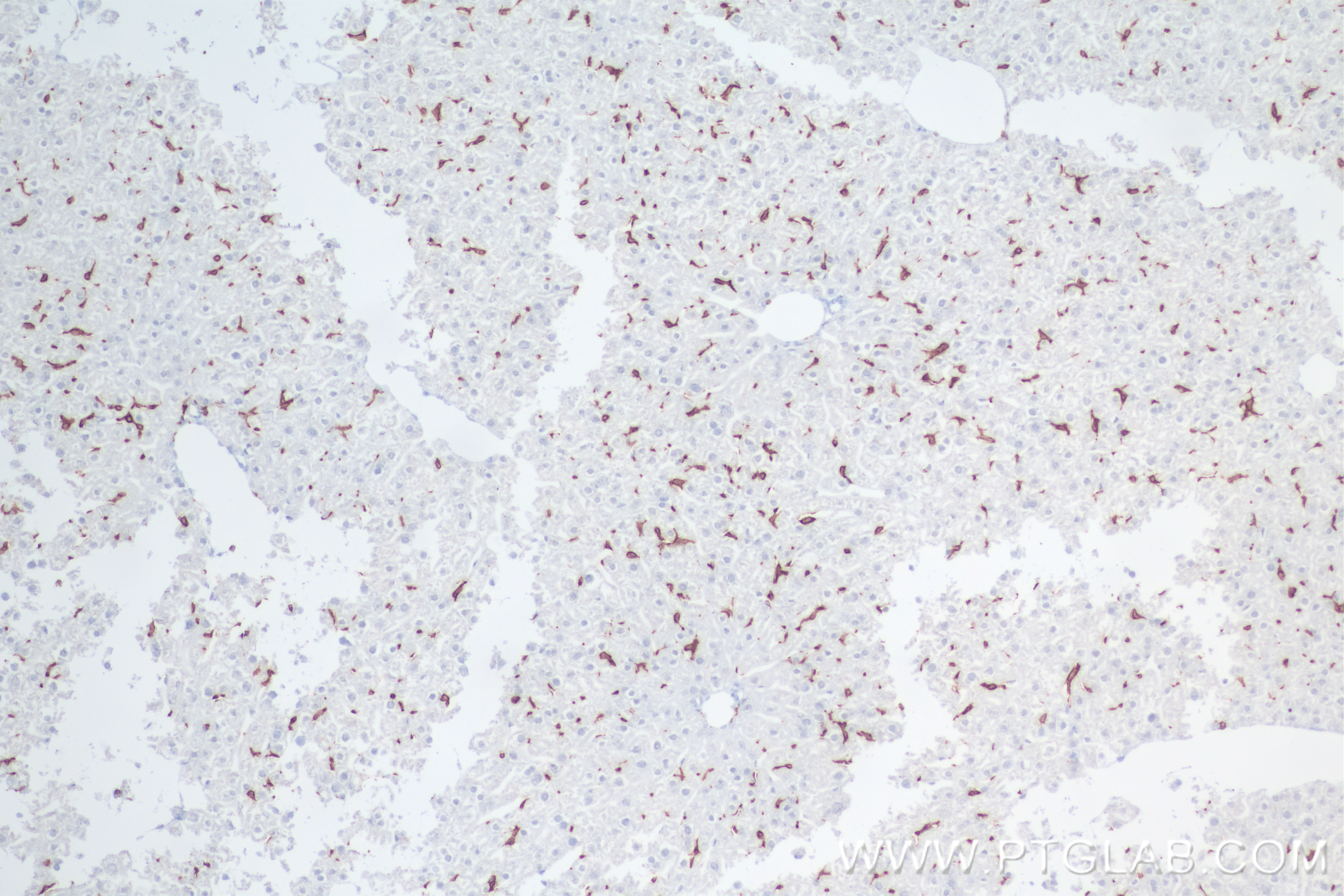 Immunohistochemistry (IHC) staining of mouse liver tissue using F4/80 Recombinant antibody (84538-1-RR)