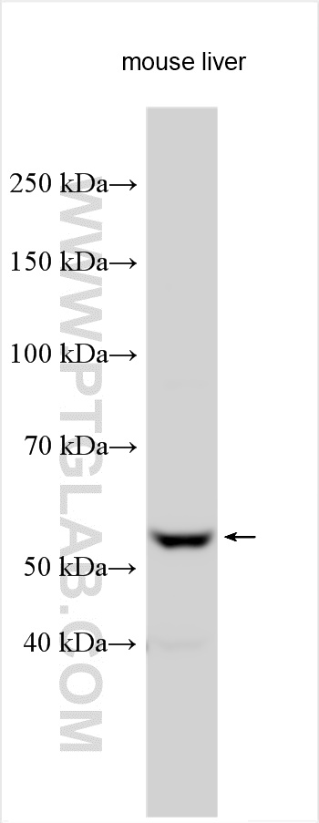 Western Blot (WB) analysis of various lysates using F7 Polyclonal antibody (23058-1-AP)